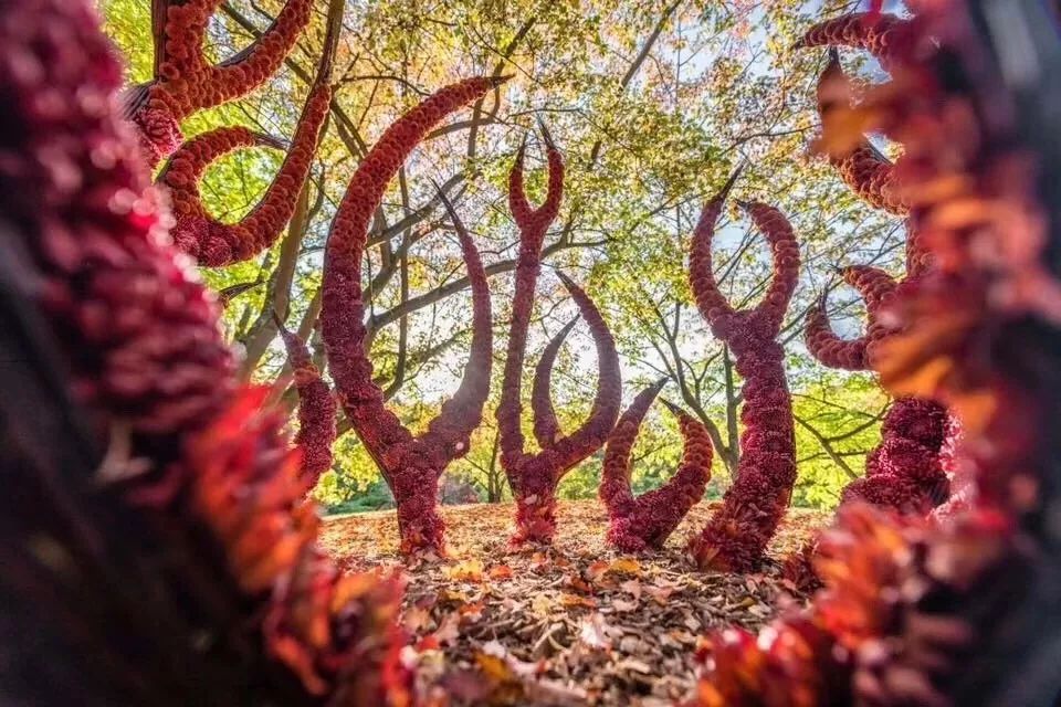 麻宁推荐|中国最时尚的未来花世界，拍照太出片了！