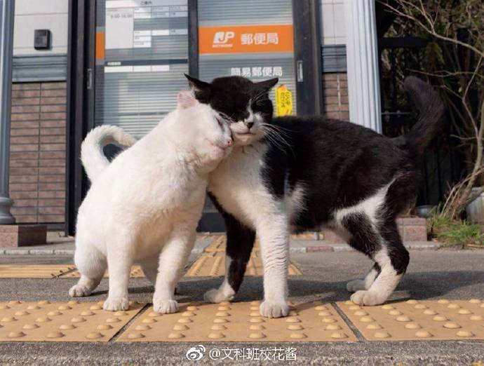 emoji吐舌头模仿挑战,emoji模仿挑战吐舌头