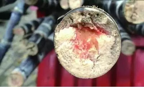 姣旀瘨铔囪繕姣掔殑缇庨,姣旀瘨铔囪繕姣掔殑涓滆タ