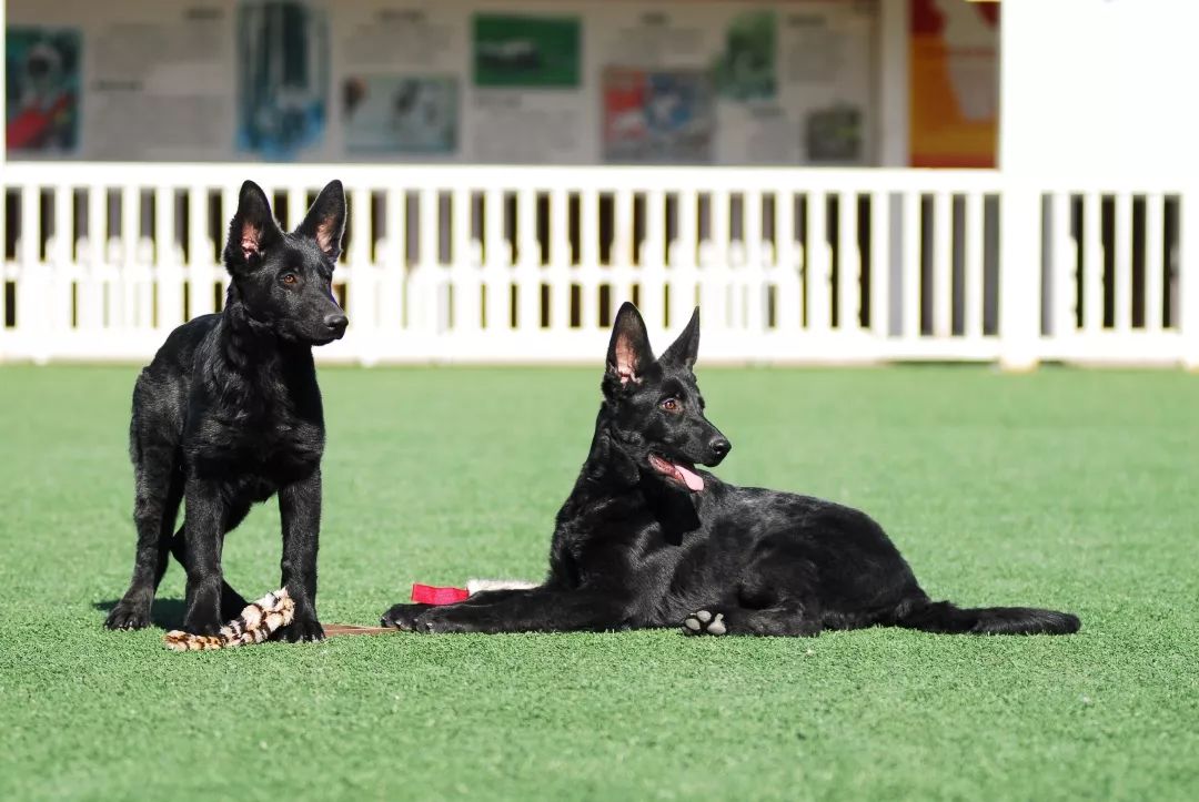 世界排名第一的德国牧羊犬,德国牧羊犬十大排名犬种
