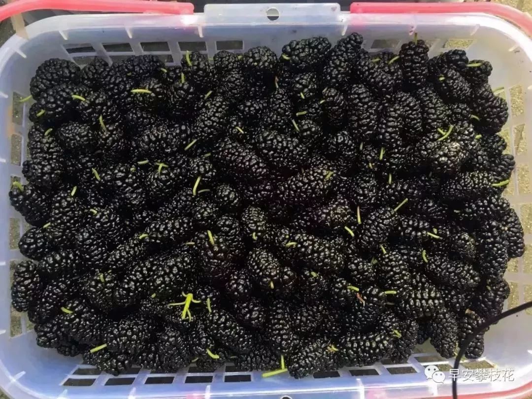 友好互推|攀枝花的吃货嗨起来！这11种水果将要排队上市啰！（内附时间及地点）