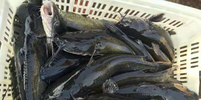 今年鮰鱼价是上涨还是下涨,今日鮰鱼最新塘口价