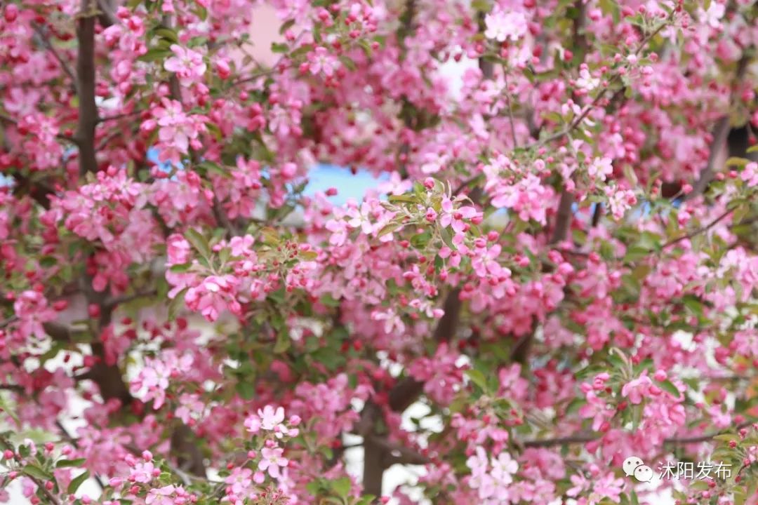 沭阳值得打卡的景区有哪些,沭阳最值得去的地方