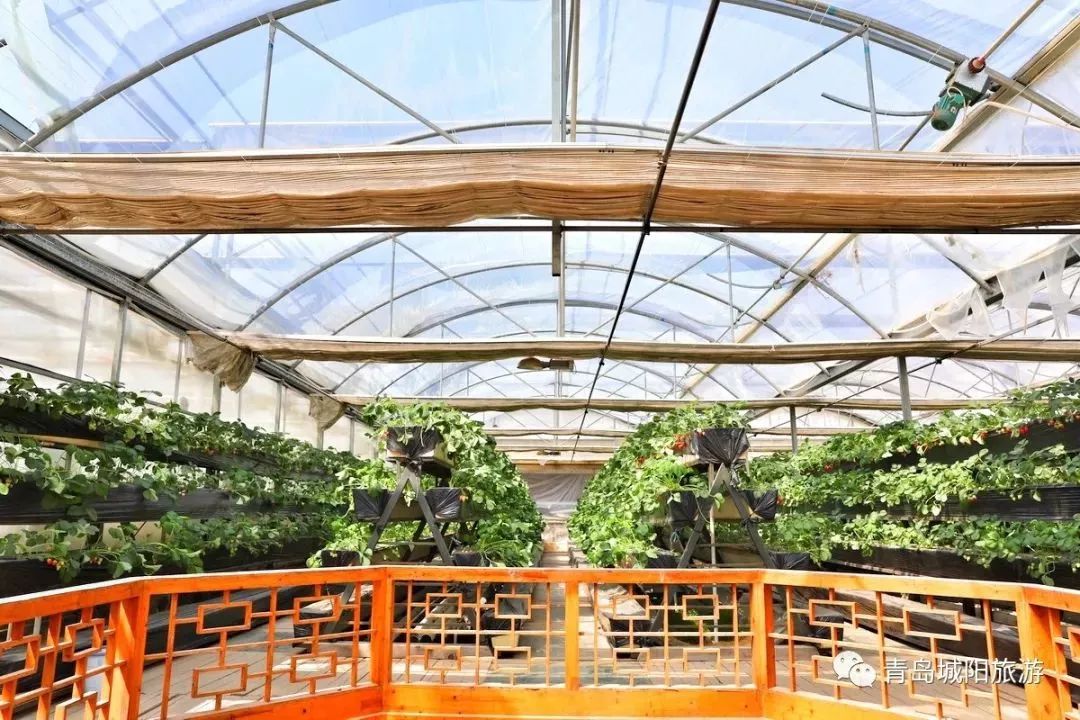 青岛城阳旅游线路推荐,青岛城阳一日游推荐