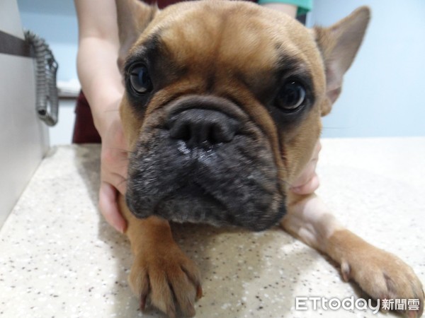 法斗惨叫呕吐大小便失禁,法斗吃了塑料袋吐出来吗