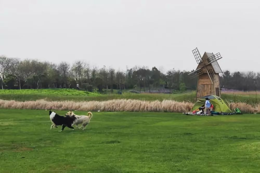 结棍！这个春天，是崇明撑起了魔都的体面！
