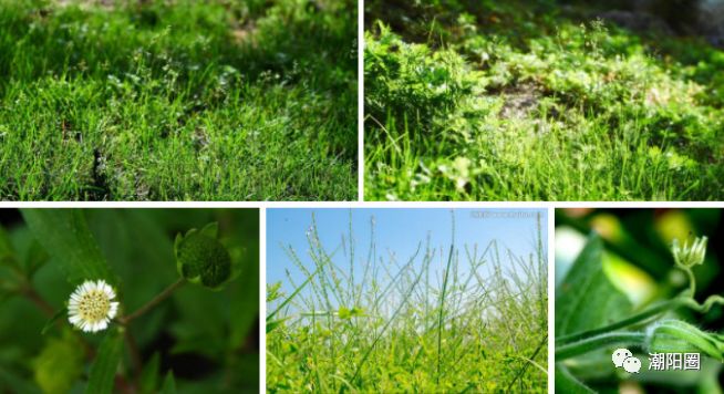 潮阳人上山扫墓讨厌碰到它，可没想到它还有这么多用处...