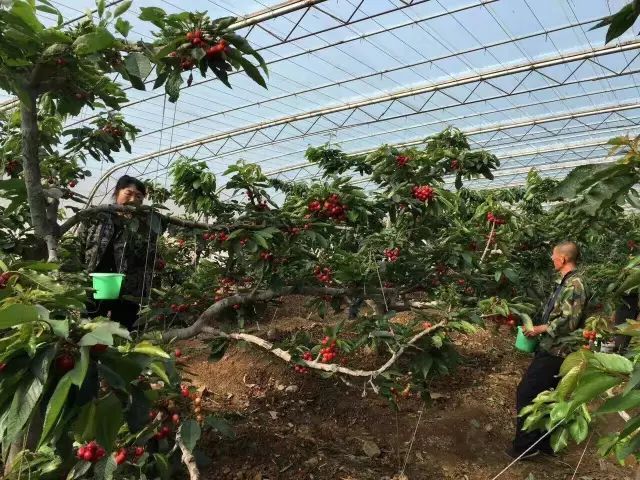 前国门安琦家的樱桃又来啦！为了孩子，他用守护球门的双手，种出了汁多甘甜的超好吃樱桃