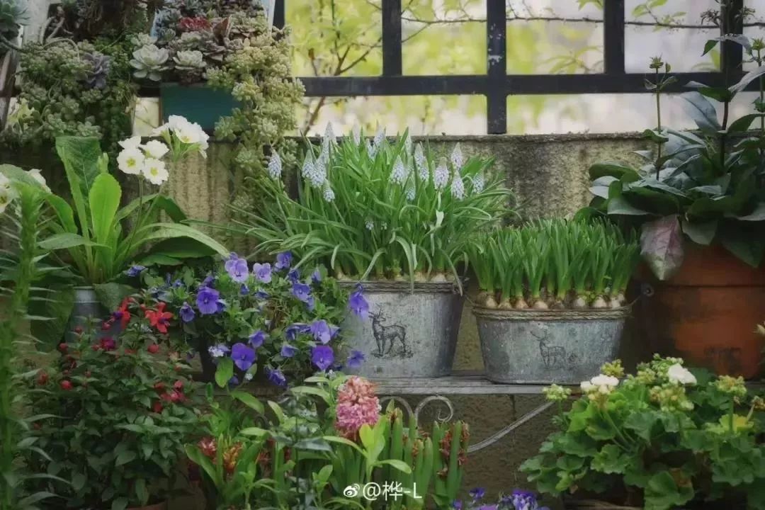 再也不羡慕别人家的果园,再也不用羡慕人家种的花