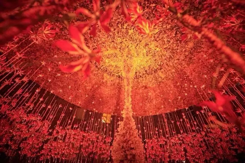 再也不羡慕别人家的果园,再也不用羡慕人家种的花