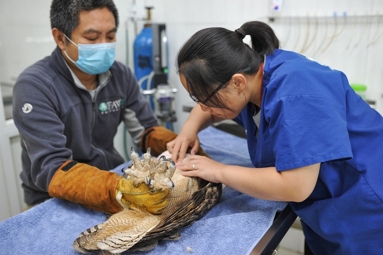 猛禽康复中心,猛禽康复训练视频