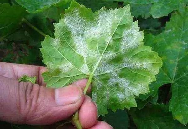 多肉山地玫瑰长了白粉病怎么办,山地玫瑰养花小知识