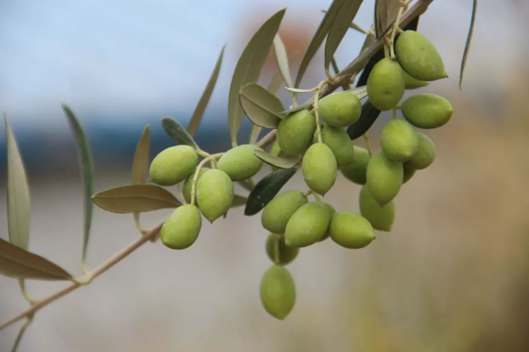 木本油料品种,中国高端木本油料