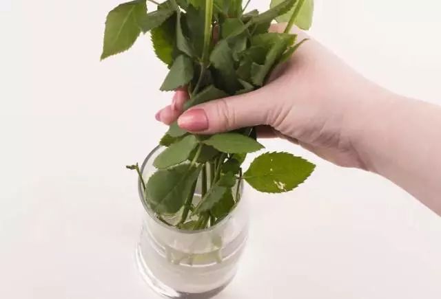 过期药片可以直接放在花盆里吗,过期药片放在花盆里怎么办