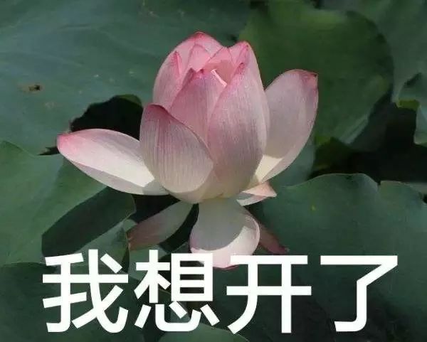 我买了生茶回去可以自己发酵吗？「再问就要被拉黑了」