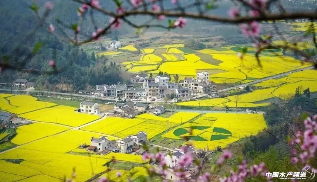 自贡沿滩稻虾养殖助农民增收致富,稻虾养殖致富纪录