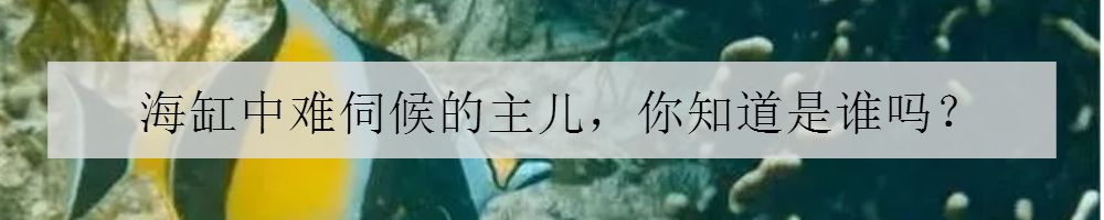 海缸停电5小时会怎样,海缸遇到停电怎么办