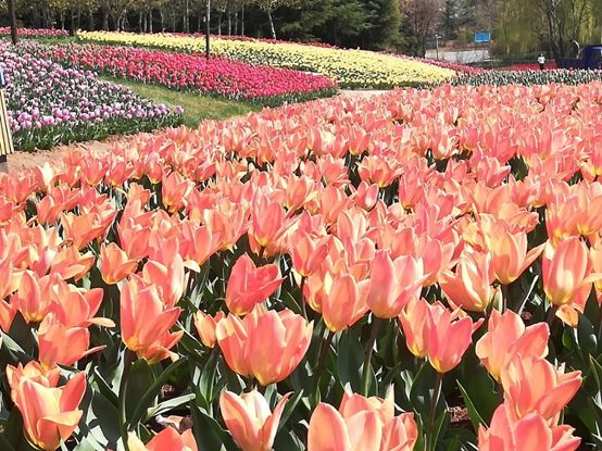 最值得去看的花海,最美花海邀您来赏