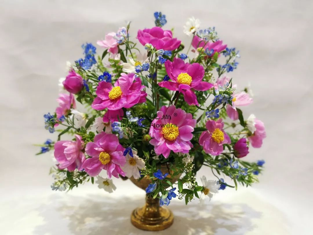 芍药花开清香袭来