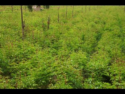 新疆昭苏县千亩芍药盛开,3a景区有哪些村