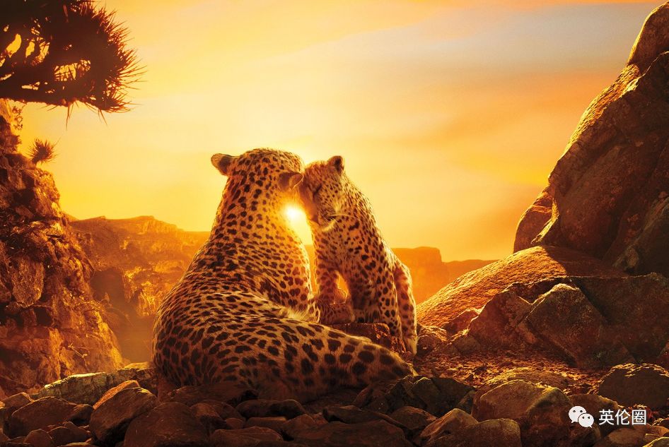 bbc经典必看十大纪录片,bbc十大经典纪录片9.9