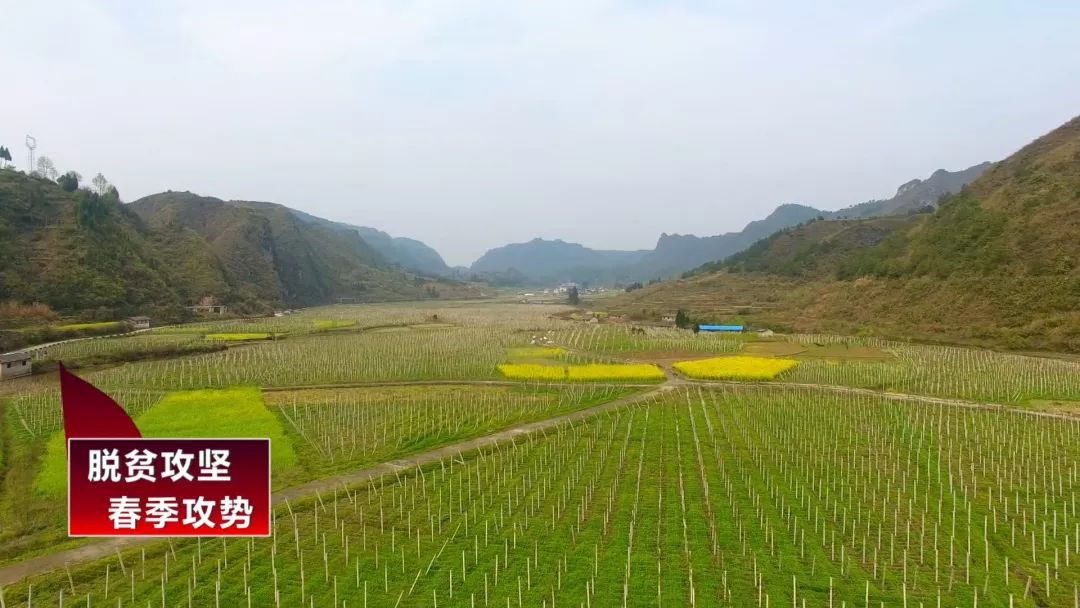 八月瓜，成为一碗水乡村民的增收“致富瓜”