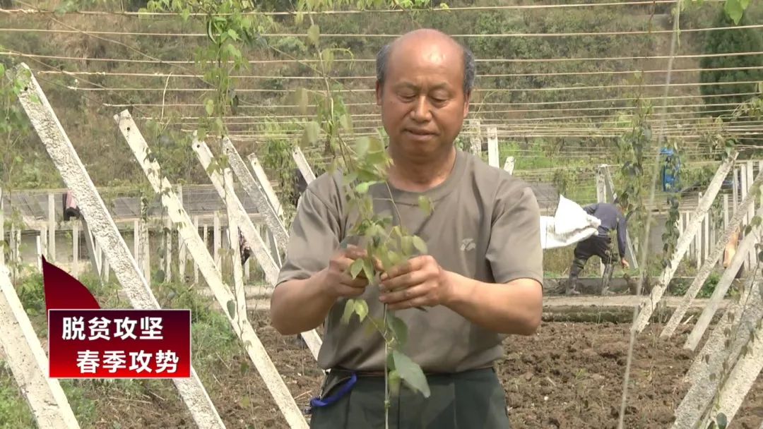 八月瓜，成为一碗水乡村民的增收“致富瓜”