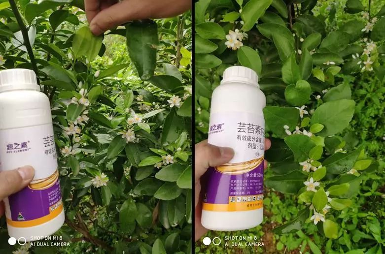 天然的芸苔素可以经常用吗,正确认识芸苔素