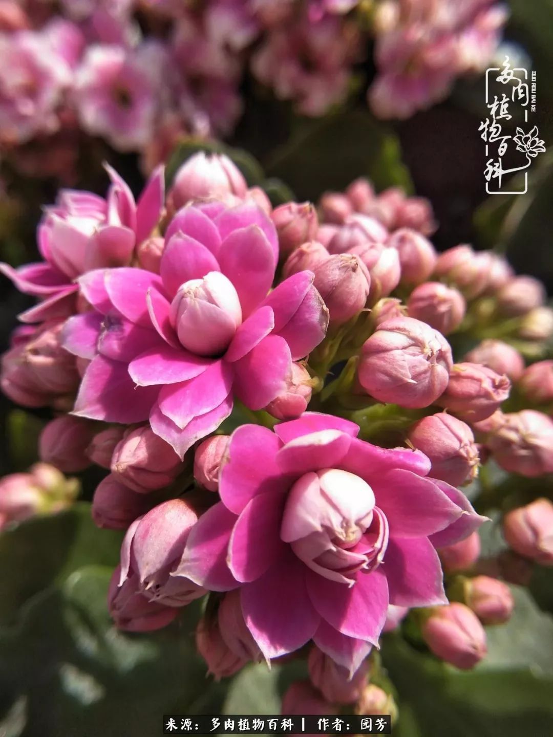 多肉开花最好看最好养前十名,多肉哪个品种开花最好看