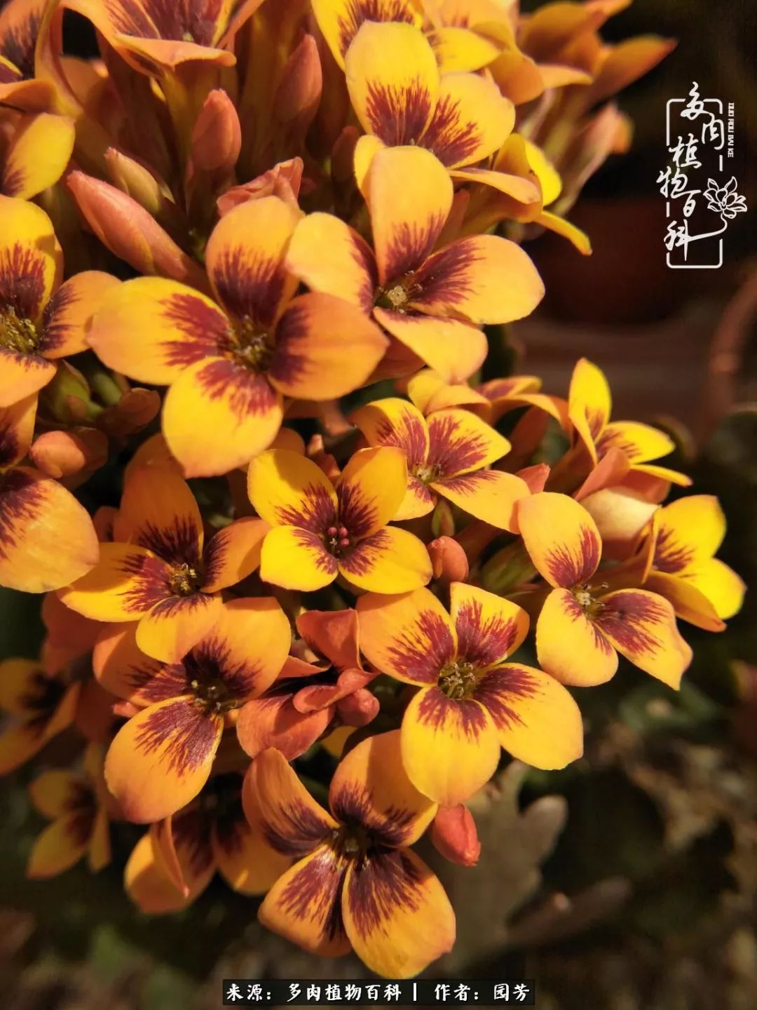 多肉开花最好看最好养前十名,多肉哪个品种开花最好看