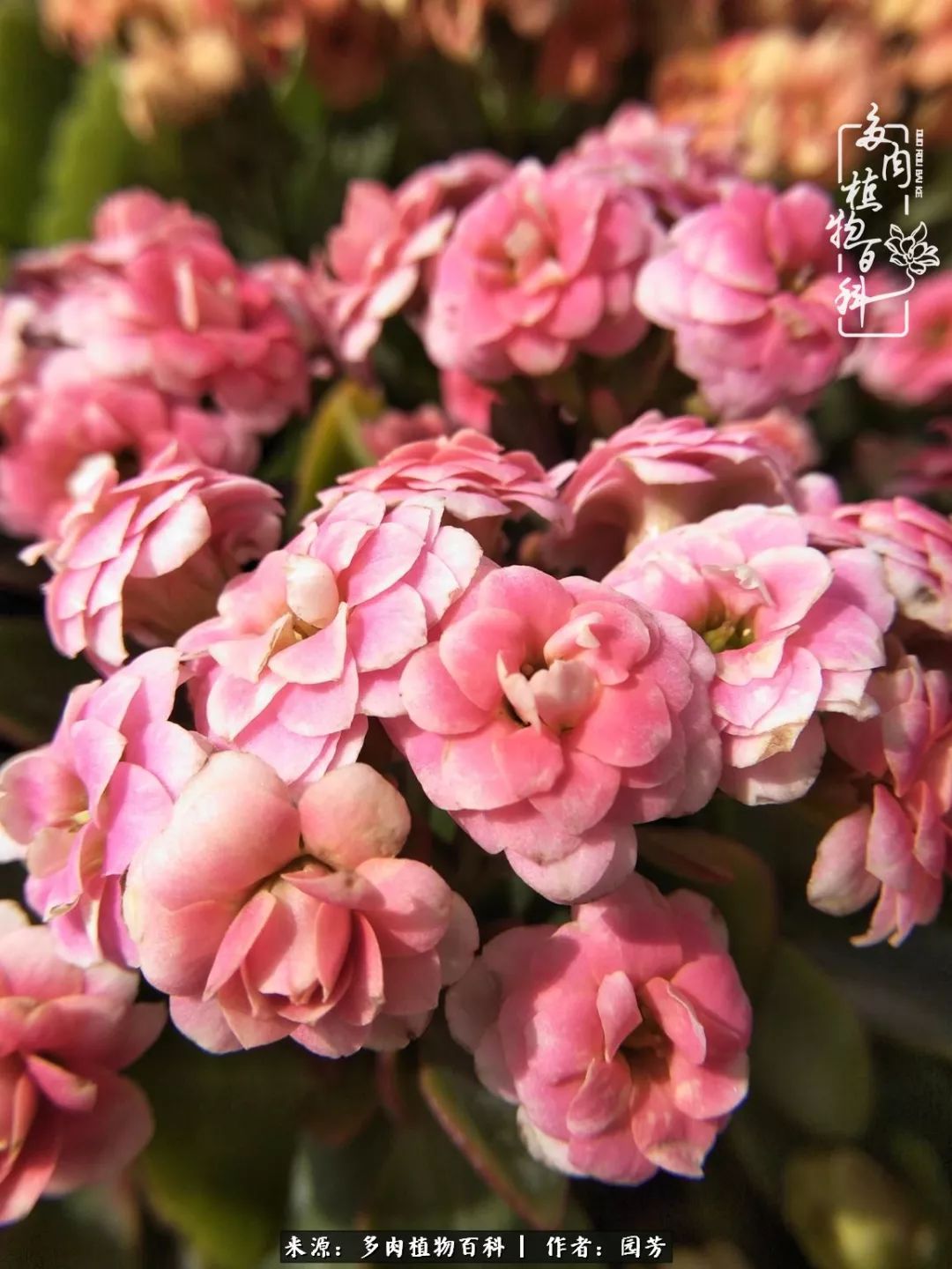 多肉开花最好看最好养前十名,多肉哪个品种开花最好看