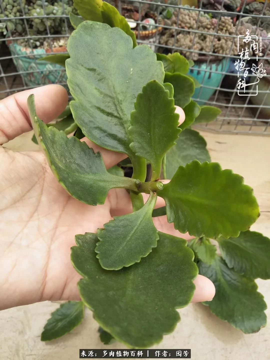 多肉开花最好看最好养前十名,多肉哪个品种开花最好看