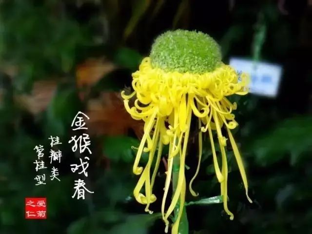 世界最美菊花图整整80种太珍贵了,世界上最美的菊花叫什么名字