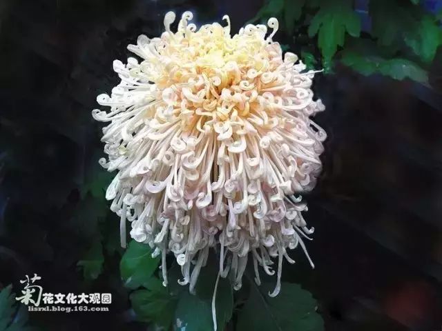 世界最美菊花图整整80种太珍贵了,世界上最美的菊花叫什么名字