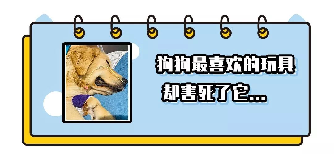 沐浴露猫咪专用1元,猫咪沐浴露0.1元