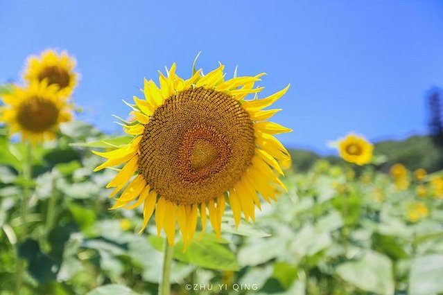 无锡赏花一日游,无锡春日樱花旅游攻略