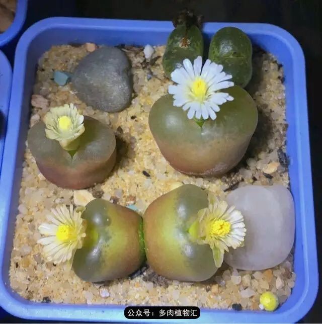 听说这段时间，肉友都在疯狂手撕屁屁？别了吧，再撕屁屁就烂了！