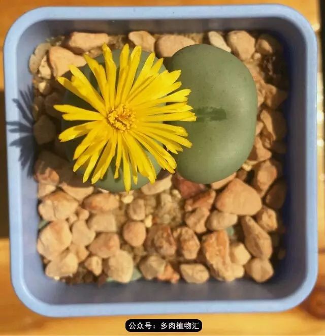 听说这段时间，肉友都在疯狂手撕屁屁？别了吧，再撕屁屁就烂了！