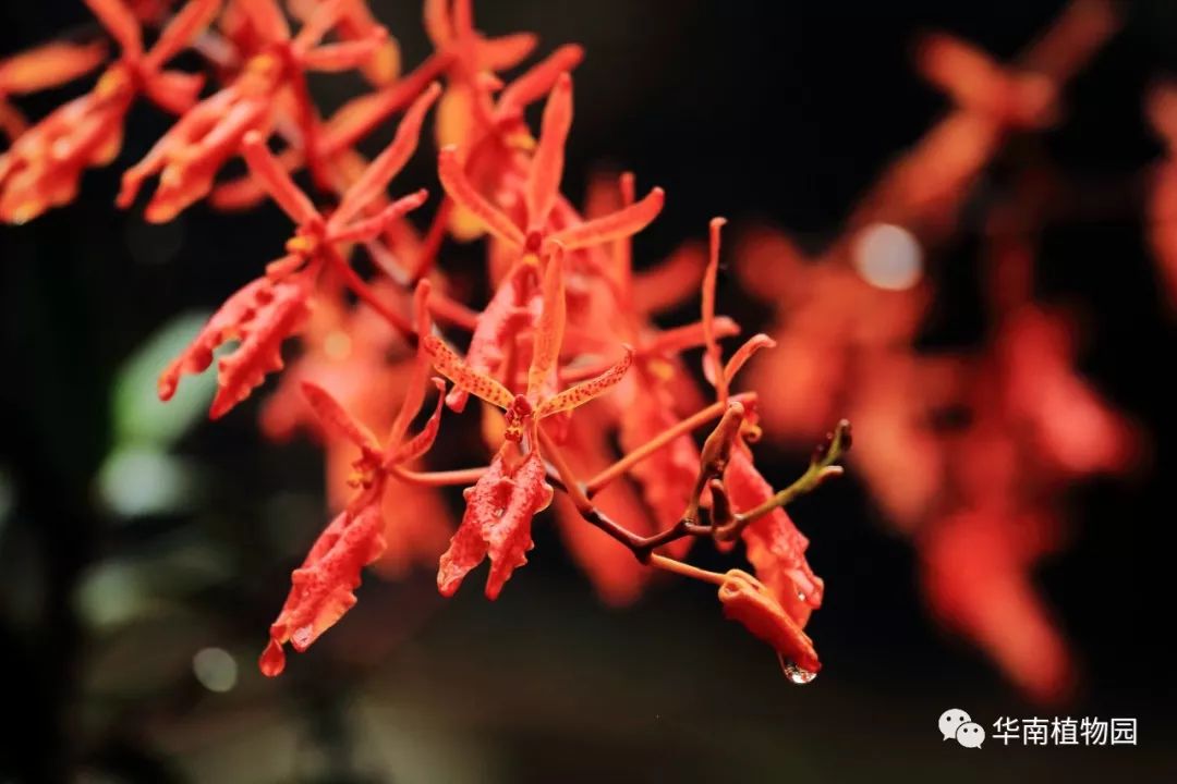 新知|如烟花般绚烂——火焰兰