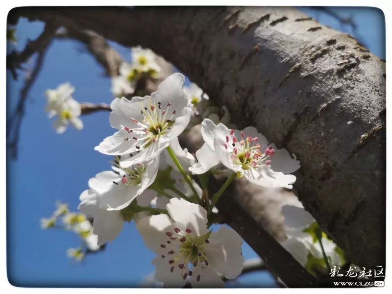 云南昆明花之都鲜花,昆明鲜花之都