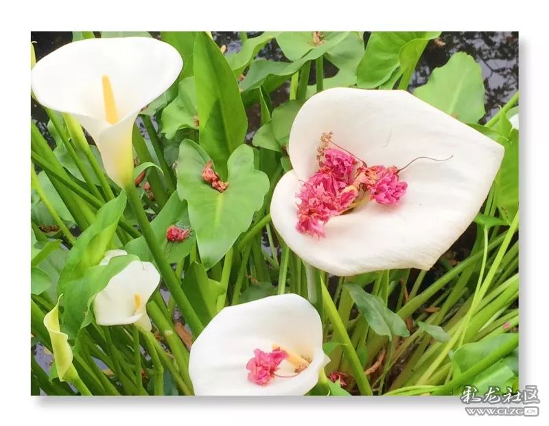 云南昆明花之都鲜花,昆明鲜花之都