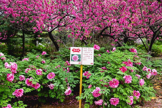 璞鍙ら兘涔嬬編,璞娌冲崡鍙戠幇涓嶄竴鏍风殑涓師涔嬬編