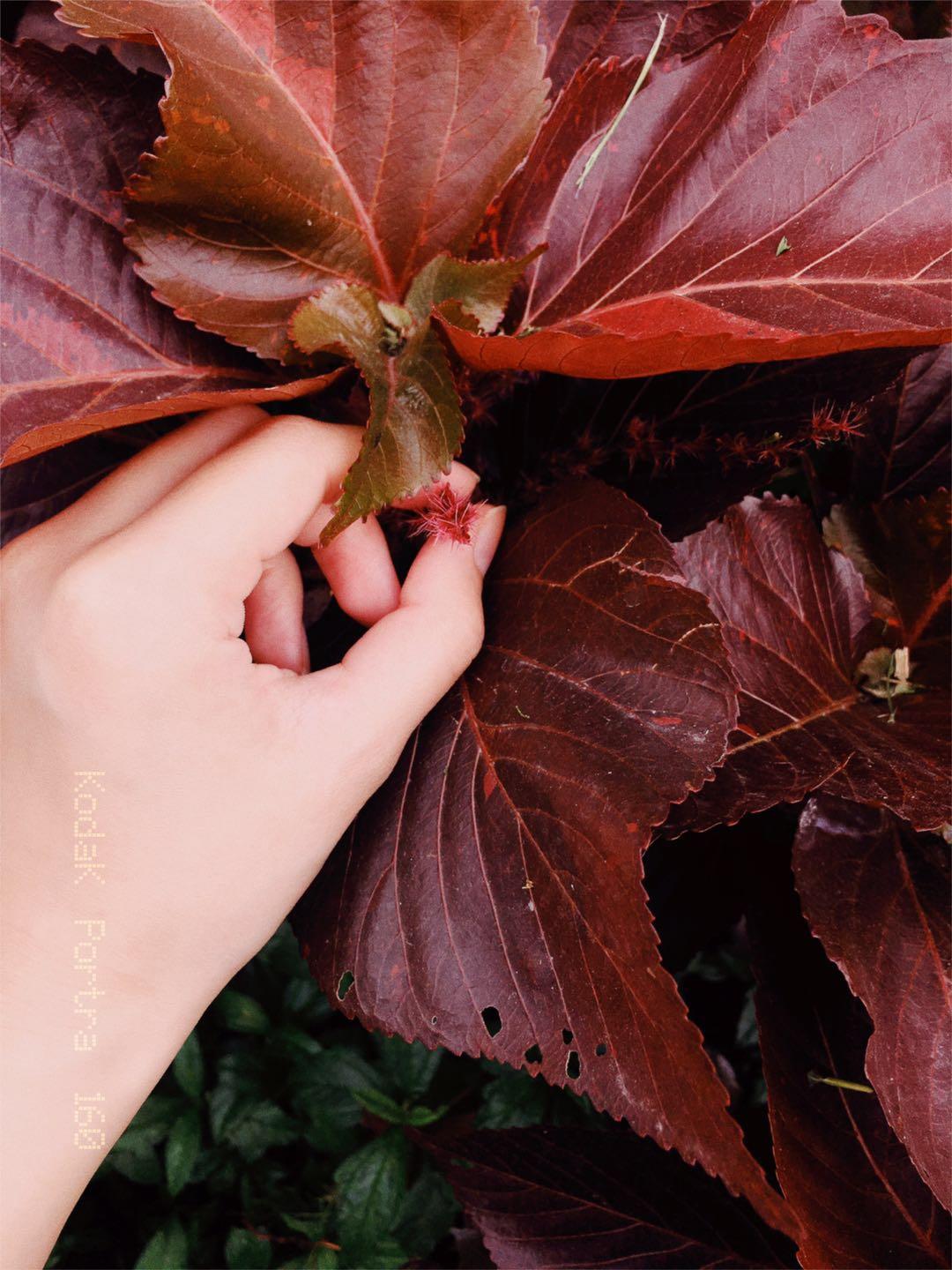 用这款相机app轻松拍出超棒的胶片,逼真的拍照软件
