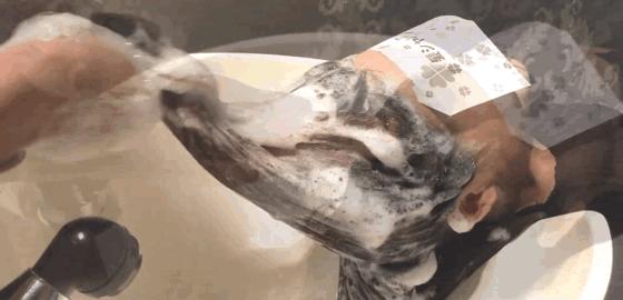 发根油发丝干枯怎么办,发根干枯毛躁油腻脱发