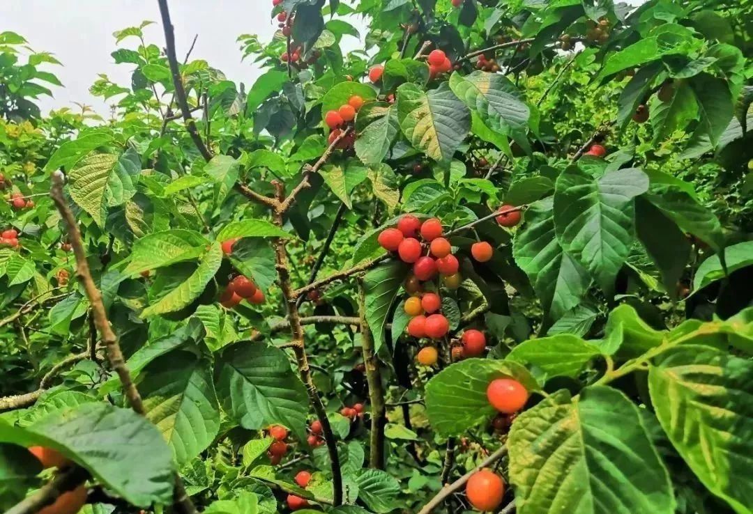 石屏杨梅樱桃采摘方法,石屏杨梅上市了欢迎大家来品尝