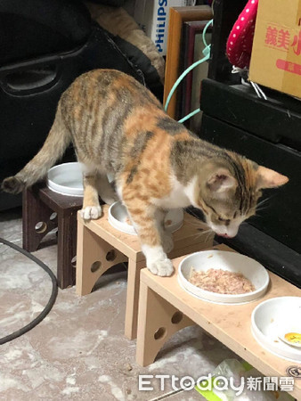 炒菜硬是要闻香　调皮猫胡须被烫成卷的