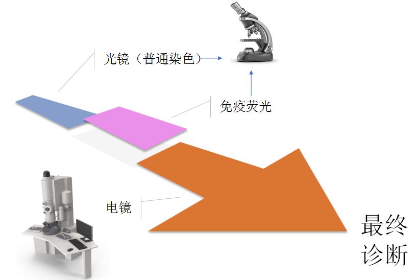 科普肾脏,医学科普出汗和肾脏关系
