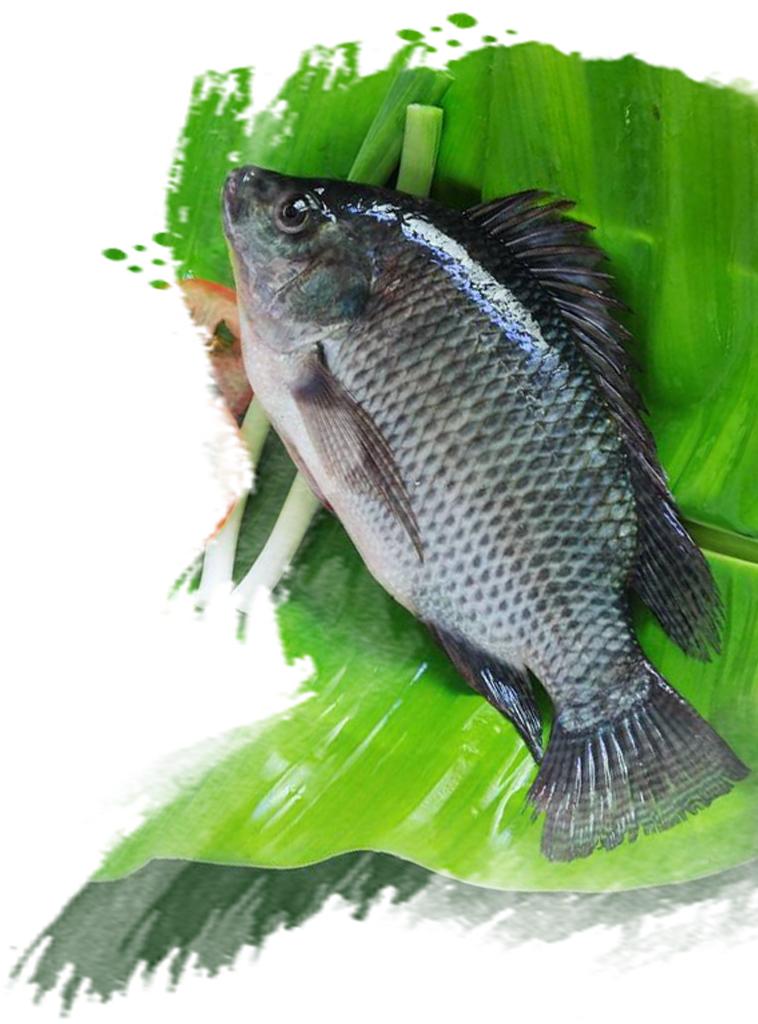 罗非鱼的未来发展趋势,德宏罗非鱼产业