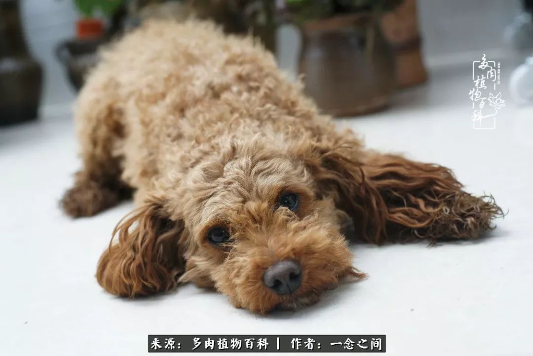 天敌Or天使：多肉与萌宠共处一室，究竟是谁的幸与不幸?