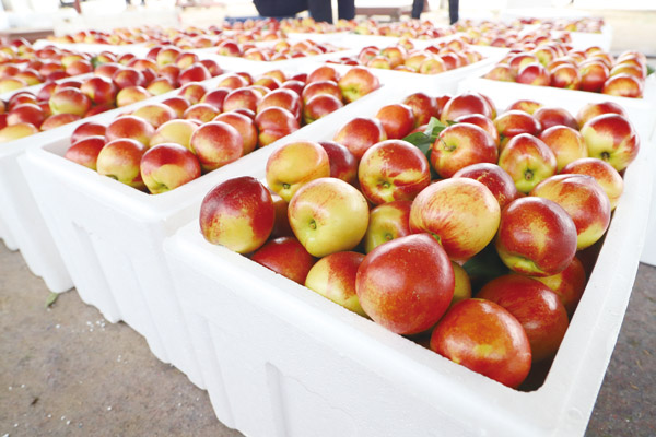 小小油桃“红”一年三个亿